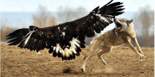 Kartal, Kurdu böyle avladı