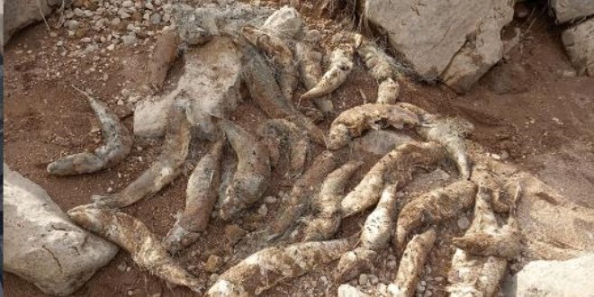 Siirt'te suya kaçak ağ bıraktılar: Çok sayıda balık telef oldu