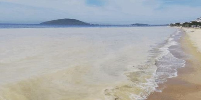 Avşa Adası kıyılarını deniz salyası kapladı