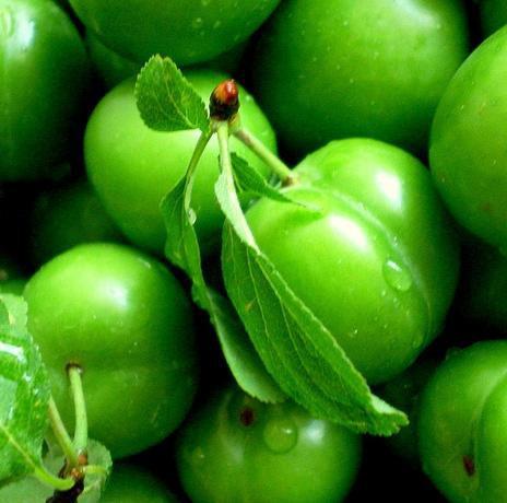 Yeşil erik yiyenlerin astım, akciğer kanseri, soğuk algınlığı, öksürük ve kronik akciğer sorunları gibi rahatsızlıklardan uzak kaldığı araştırmalarca saptanmıştır.