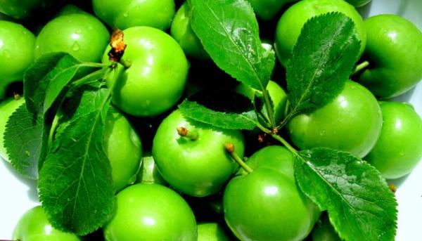 Düzenli olarak kütür kütür yeşil erik yemek diş etlerini güçlendir. Diş sağlığının oluşmasında ve korunmasında etki gösterir.