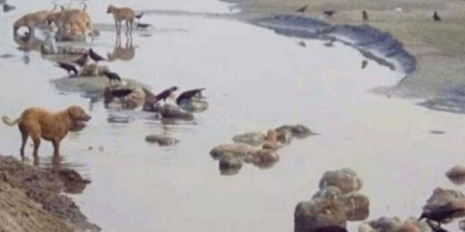 İnanılmaz görüntü: Köpekler ve kuşlar koronalı cesetleri yiyor!