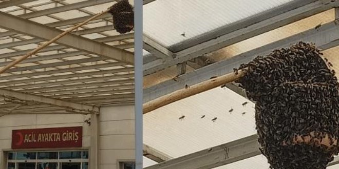 Hastanede panik: Acil servisi arılar bastı
