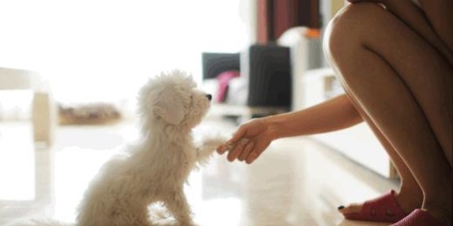 Köpekler doğdukları andan itibaren insanları anlayabiliyor