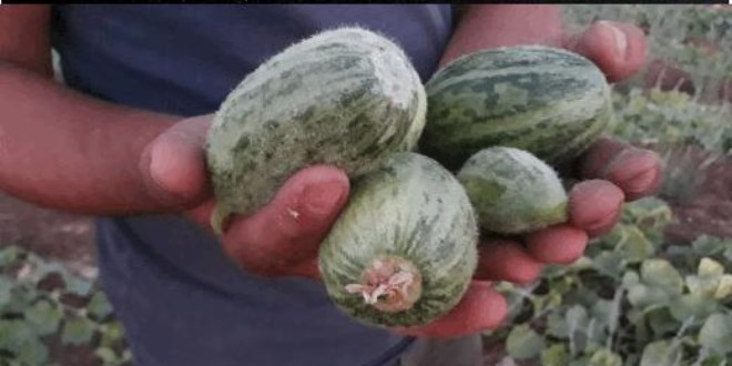 Dışı karpuza, içi kavuna, tadı salatalığa benziyor