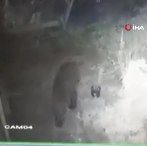Öte yandan mezar açan ayının mezarlık alanına gidiş görüntüsü ise bir evin güvenlik kameralarına anbean yansıdı. Görüntülerde köye inen ayının, köpek seslerini duyarak kaçtığı görünüyor.
