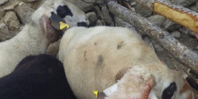 Sabah ağıla girince şoke oldu! Kurbanda satacaktı