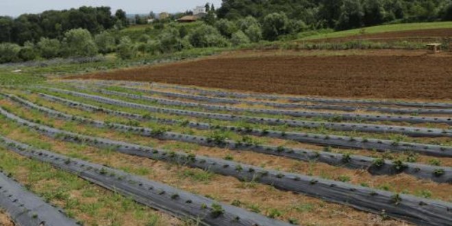 Hobi olarak başladı bin metrekareden 50 bin TL kazandı