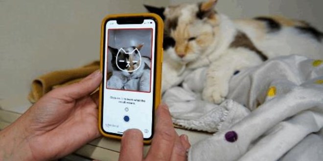 Kedinizin sağlık durumu nasıl? Tek bir fotoğrafla öğrenin