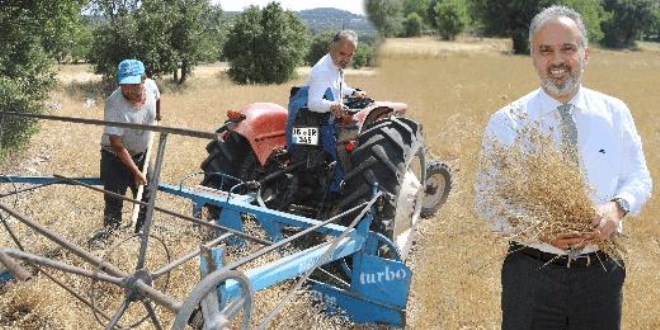 Siyez buğdayı ve çörek otunda hasat zamanı