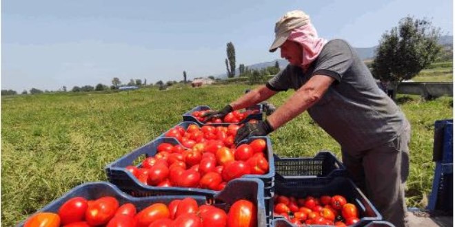 Salçalık domates tarlada 50 kuruş, salçanın kilosu ise markette 12 lira