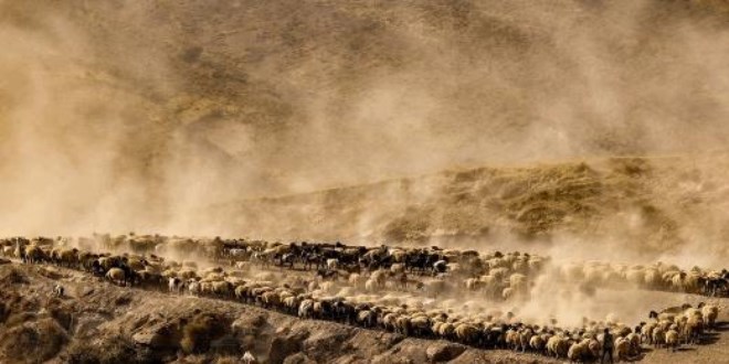 Teksas değil, Bitlis! Berivanların zorlu yolculuğu