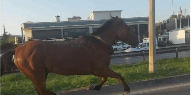 Ana yola çıkan başıboş at trafiği altüst etti