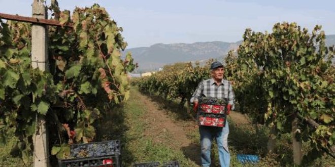 Üzüm çiftçinin yüzünü güldürmedi: Tarlada 2, markette 8 lira