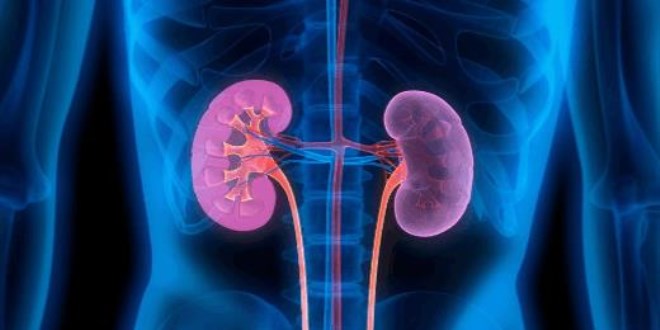 İlk kez hayvandan alınan organ insana nakledildi