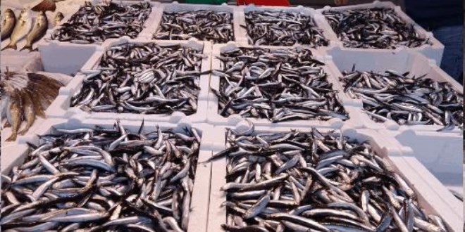 Karadeniz'de hamsi bolluğu