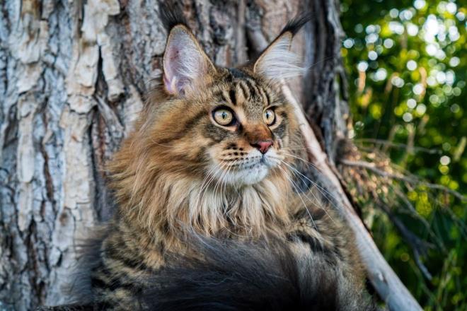 "EVCİL KEDİLERİMİZİ SÜREKLİ SUÇLUYORLAR"    Bendigo sakinlerinin yaklaşık yüzde 80'i hareketi desteklediklerini açıkladı. Ancak, farklı kentlerde yaşayanların birçoğu kedilere sokağa çıkma yasağının aşırı olduğunu ve hayal kırıklığına uğradıklarını söyledi.     Melbourne'ün doğu banliyölerinde yer alan Knox Belediye Meclisi'nin sokağa çıkma yasağı ilan etmesinin ardından sosyal medyada bir kişi, "Bildiğim kadarıyla baykuşlar vahşi yaşamın en büyük yırtıcısı ama evcil kedilerimiz sürekli suçlanıyor" diye yazdı.