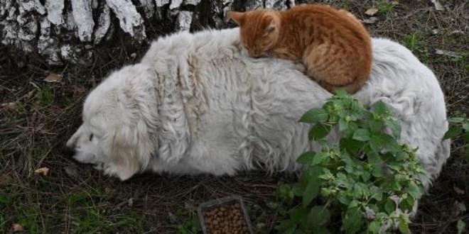 Kedi ile köpeğin dostluğu görenleri şaşırtıyor
