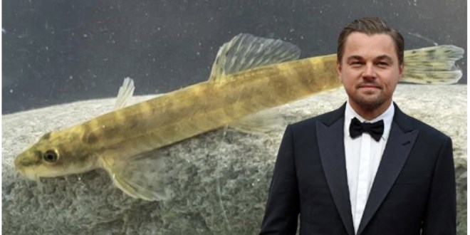 Leonardo DiCaprio'dan Sason Çayı'nda 47 yıl sonra görülen balık paylaşımı