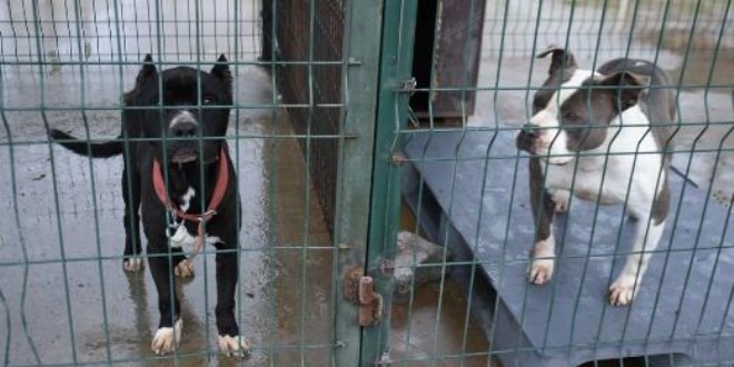 Edirne'de 'yasaklı ırk' köpekler için barınakta yer kalmadı