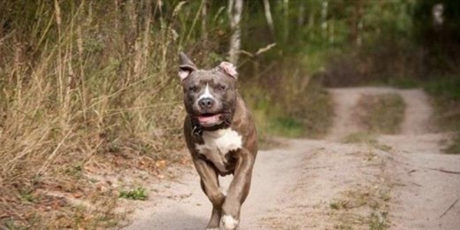 Tehlike arz eden 6 köpek ırkının kayıt alınmasında süre yarın bitiyor