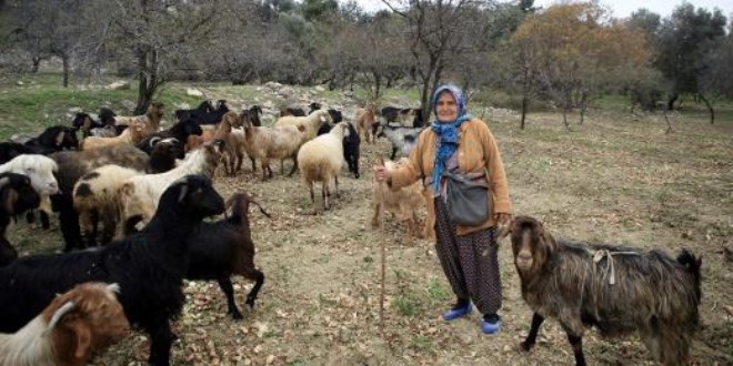 65 yaşındaki kadın çoban hayvanlarına evladı gibi bakıyor