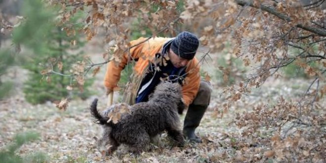 Özel eğitimli köpeklerle toplanan 'Kralların yiyeceği' 800 euroya alıcı buluyor