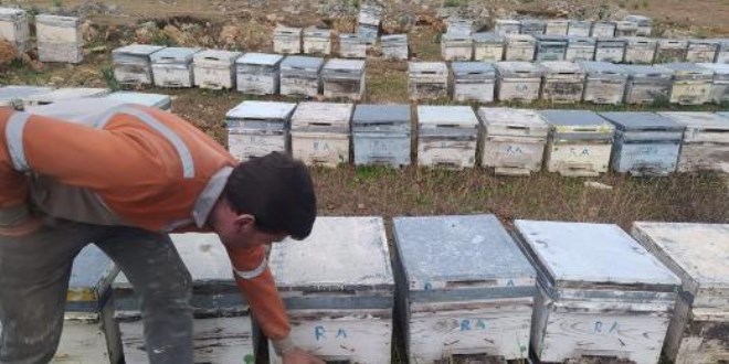 Adana'daki arı ölümleri üzerine inceleme başlatıldı