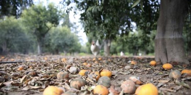 Olumsuz hava şartları Bodrum mandalinasında verimi düşürdü