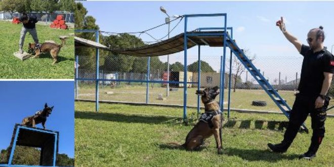 'Hassas burun' köpekler aslında uyuşturucuyu değil, topunu arıyor
