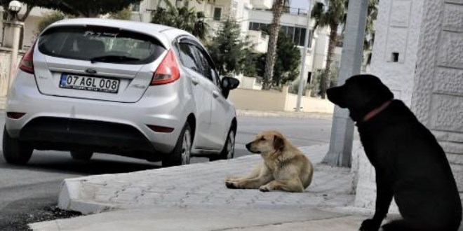 Mahra'nın ölümüne sebep olan köpekler mahallede korku salmaya devam ediyor