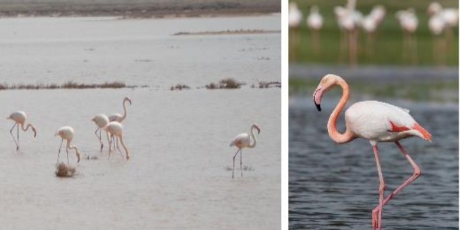 Tuz Gölü'nün misafirleri flamingolar gelmeye başladı