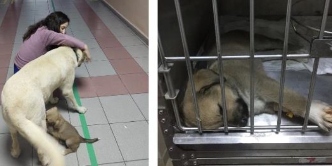 Yavrusunu takip edip 2 saat boyunca hastane kapısında bekledi