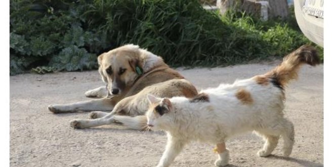 20 kedi ve köpek ölü bulundu