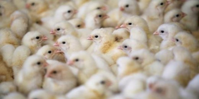 Yeni kuş gribi salgını: 13 milyondan fazla hayvan öldürüldü