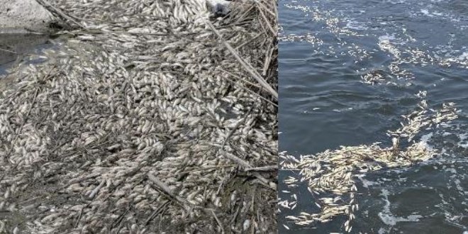 Dicle Nehri'nde balık ölümlerine inceleme