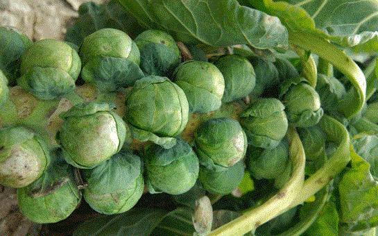 BRÜKSEL LAHANASI     İçerdiği sülfür bileşeni sayesinde hasara uğrayan dokuları yeniler. Aşırı hormon ve zararlı toksinleri idrar yolu ile vücuttan atar.