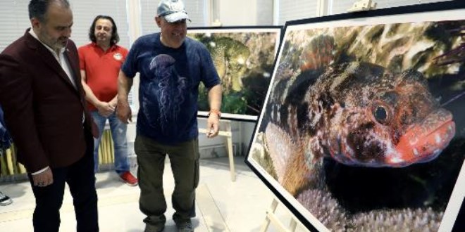 Marmara Denizi'nde hayat var
