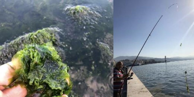 İzmir Körfezi değil, 'marul tarlası'