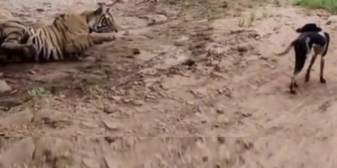 Sen misin kaplana kafa tutan! Köpeğin acı sonu...
