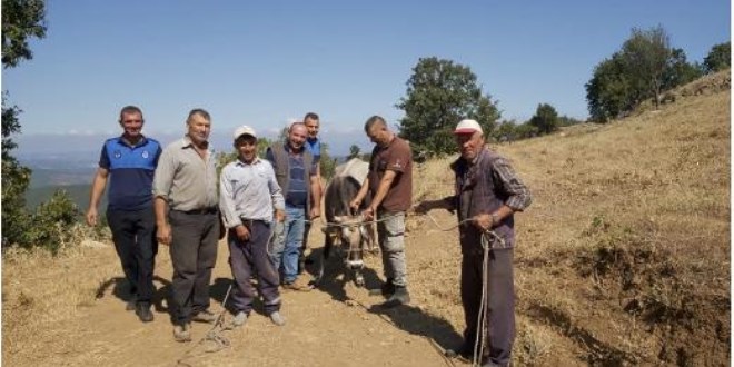 Bayramda kaçan dana 26 gün sonra yakalandı