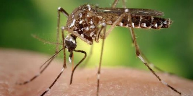 Zika virüsü tehlikesi!