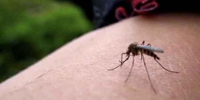 Zika virüsü nedir? (Zika virüsü nasıl bulaşır?)