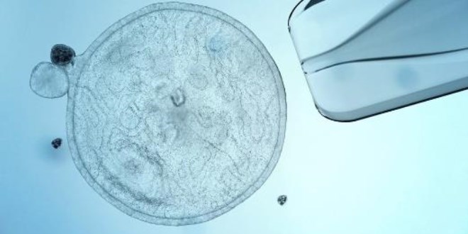 Bilim insanları kök hücrelerden fare embriyosu üretti