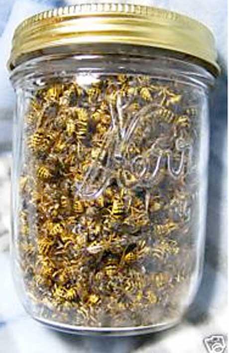 <P>Ve arı kavanozu</P>  <P>Açık arttırmaya çıkan bu ürün ise göreceğiniz üzere içi arı dolu bir kavanoz. Kurutulan ve kavanoza doldurulan arılar, farklı bir görüntü oluşturmuş.</P>