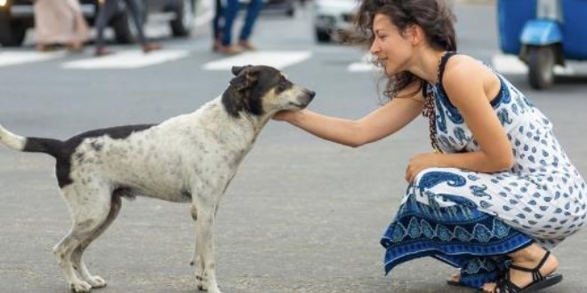 Sokak köpekleri drone'larla izleniyor