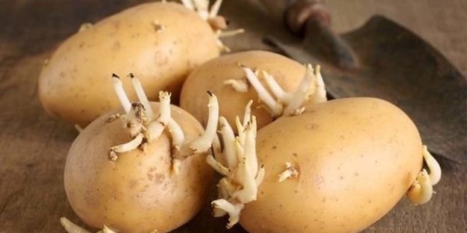 Patates böyle görünüyorsa dikkat!