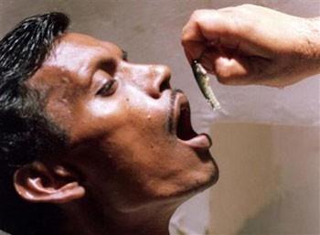 Bombay'da bir astım hastası tedavi için çiğ balık yutuyor. Bu yöntemin Kızılderililere dayandığı söyleniyor.