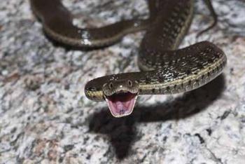 Talmey El'Azar'daki bir otelde yılan terapisi uygulanarak rahatlatma amaçlanıyor.