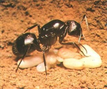 Şimdi şu bildiğimiz at karıncasının yumurtasının yağının ta Osmanlı zamanından günümüze kadar gelen bir sır olarak anlatılacağı ve haremdeki cariyelerin tüylerinin çıkmaması için kullandığı nereden aklımıza gelecekti ki. Yılan yağının saç dökülmesini durdurması ve saç çıkarmasına ne demeli peki?